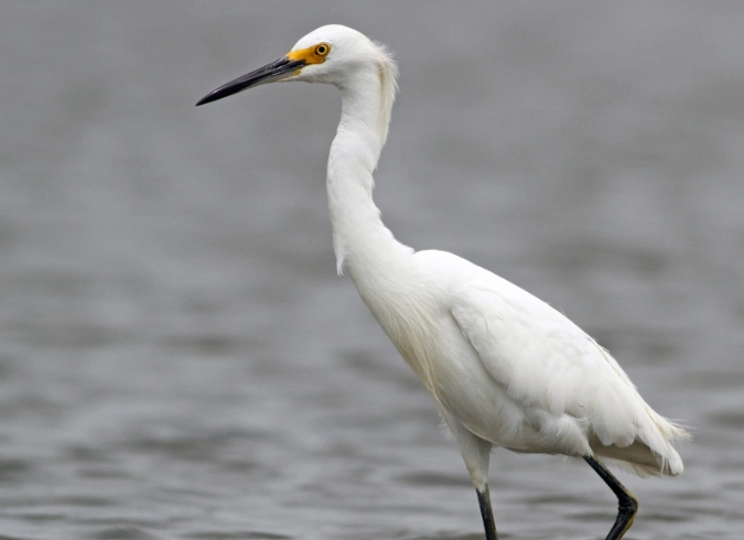 bird photography tips bird photography tips