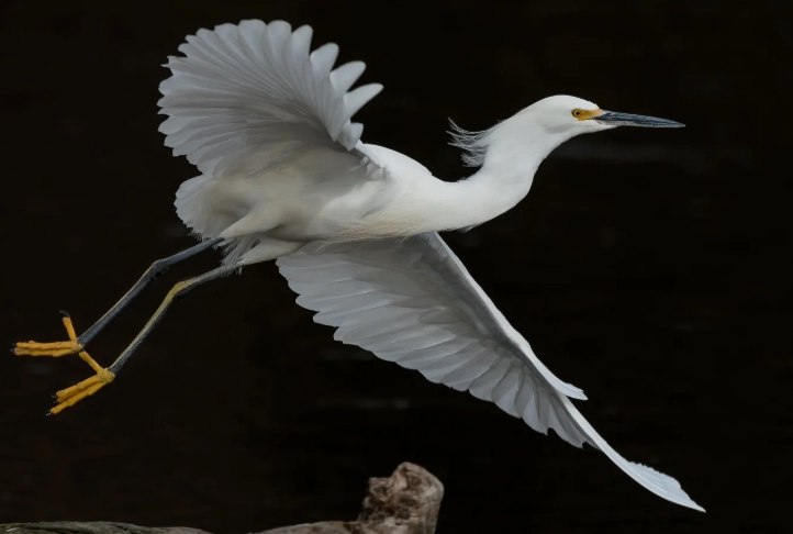 egret identification egret identification