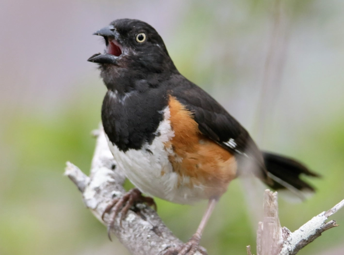 eastern towhee identification