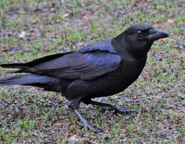 attract american crows