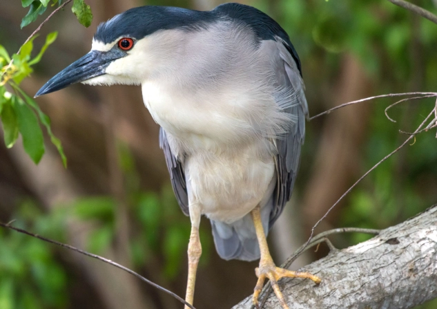 black-crowned night heron