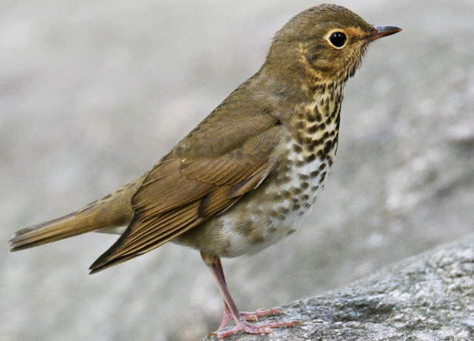 swainson's thrush migration