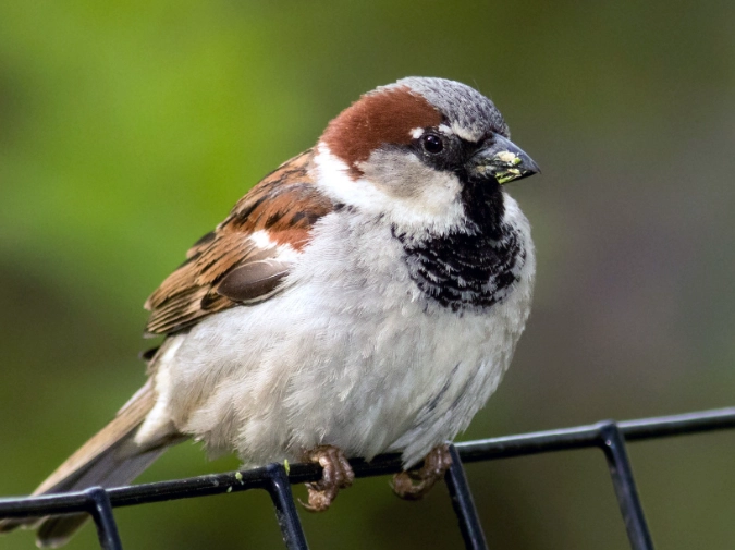 house sparrow behavior