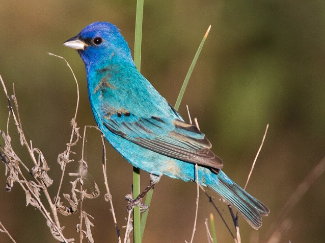 attract indigo bunting