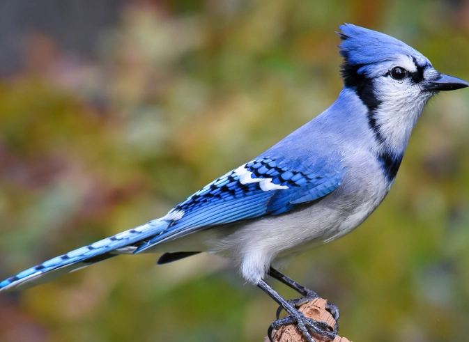 attract blue jays