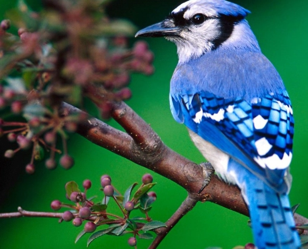 attract blue jays