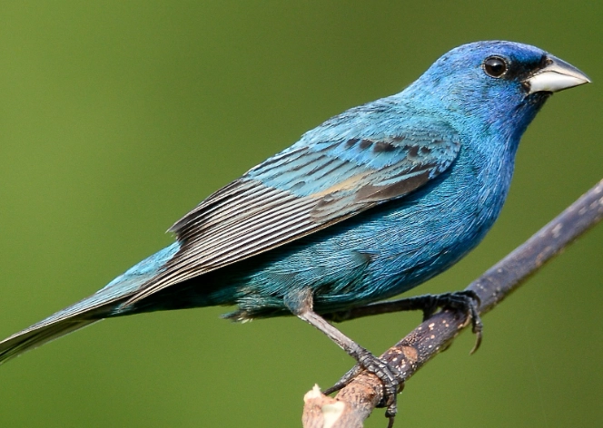 indigo bunting habitat