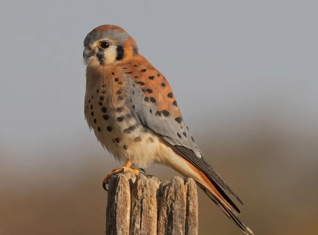 American kestrel