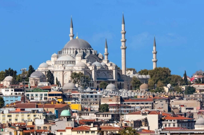 feeding wild turkeys