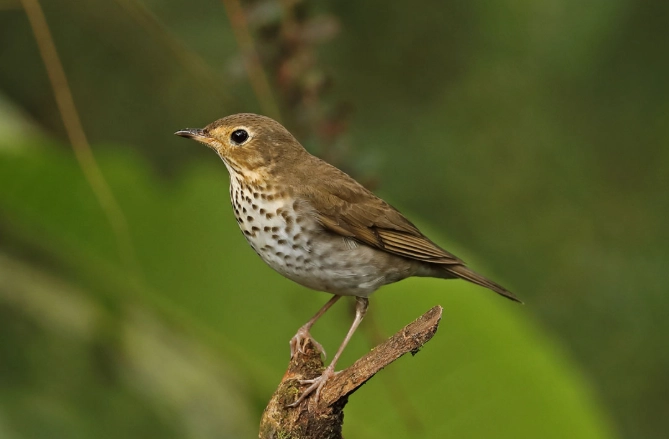 swainson's thrush call