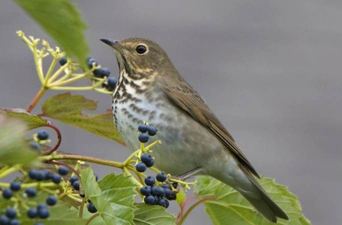 swainson's thrush identification