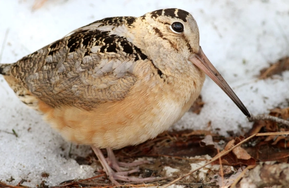 how to find woodcock