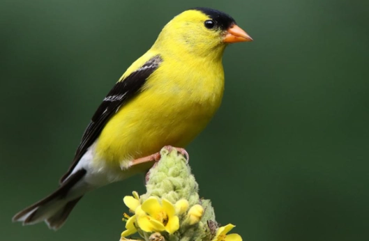 American Goldfinch behavior