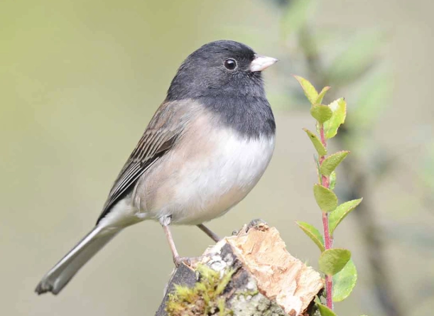 winter bird identification