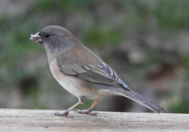winter bird identification
