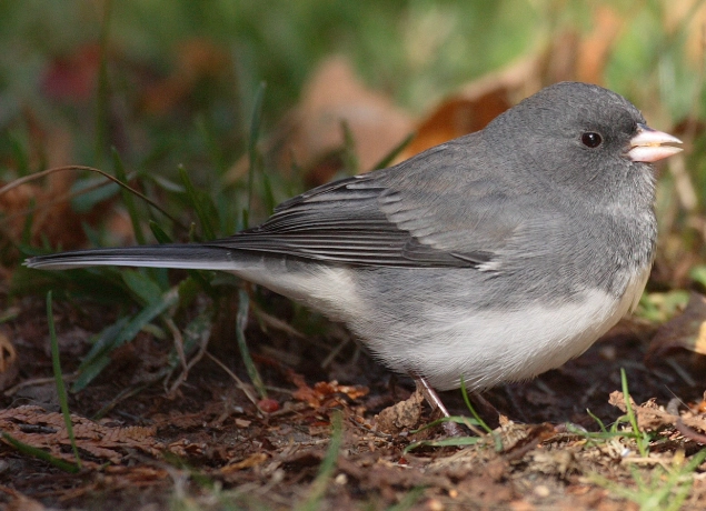 dark-eyed junco