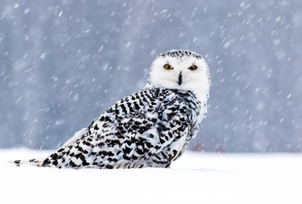 where to see snowy owls