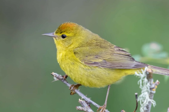 orange crowned warbler range