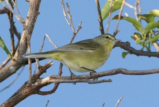 orange crowned warbler song