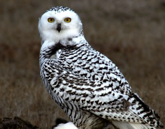 snowy owl