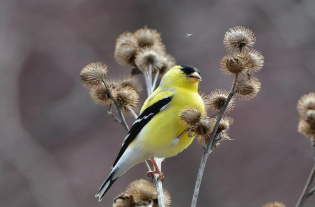 attract American Goldfinch