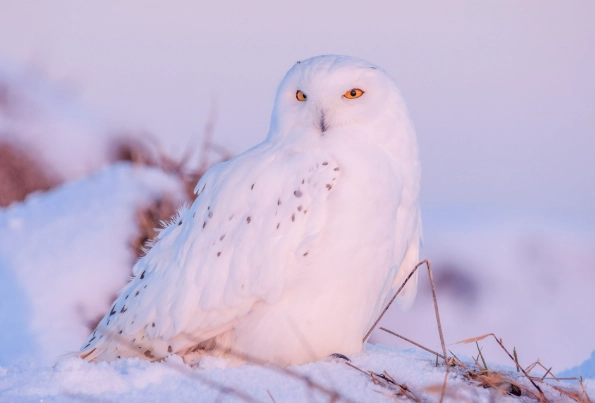 snowy owl facts