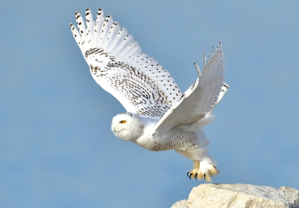 where to see snowy owls