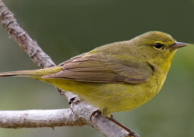 orange crowned warbler range