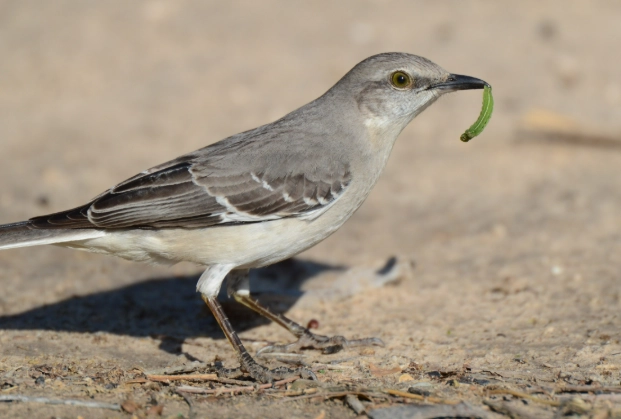 mockingbird attacking