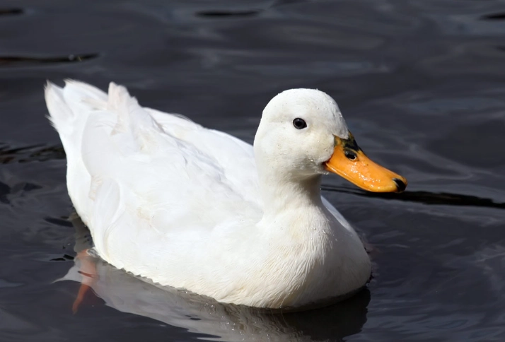 duck species