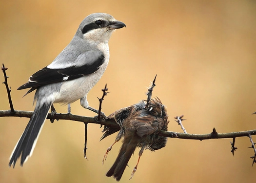 butcher bird butcher bird