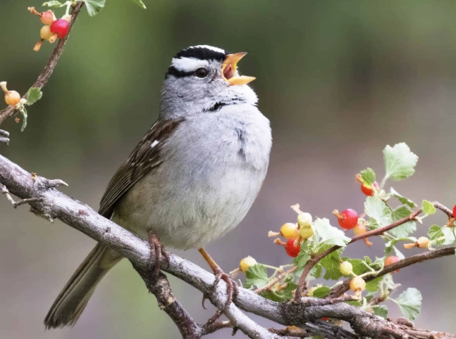 sparrow habitat sparrow habitat