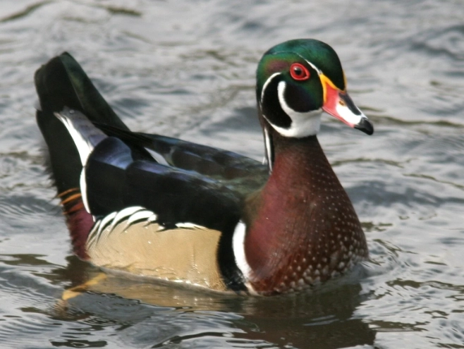 how to find wood ducks how to find wood ducks