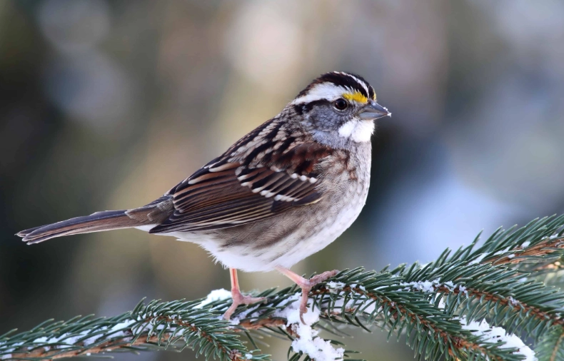 white throated sparrow call