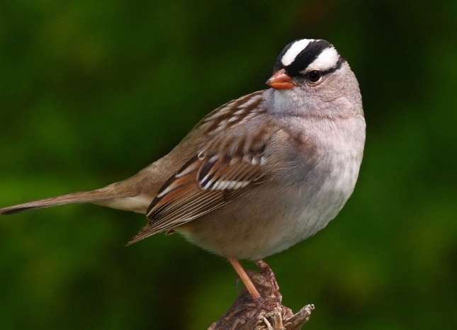 sparrow habitat sparrow habitat