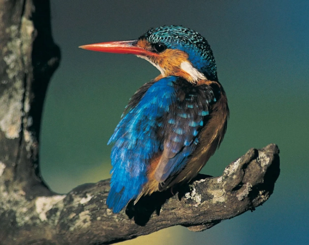 kingfisher habitat