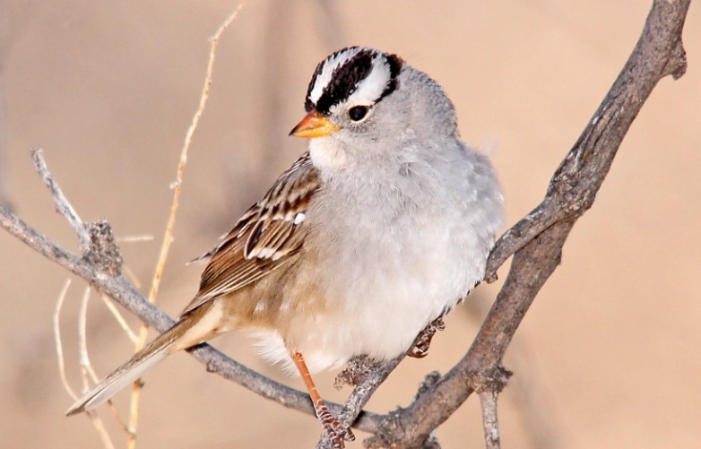 bird identification bird identification