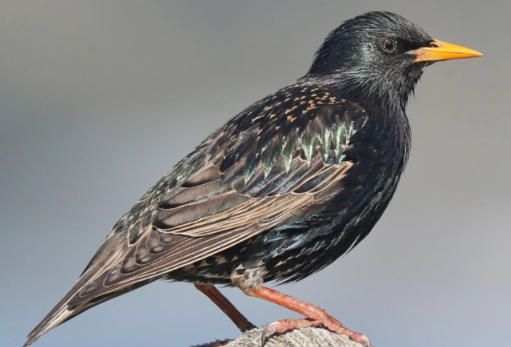 starling identification