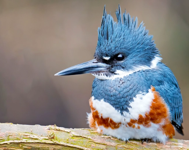 how to find a kingfisher