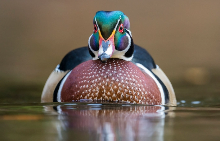 wood duck behavior wood duck behavior
