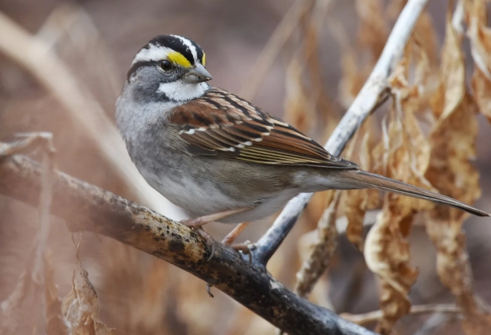 white throated sparrow call