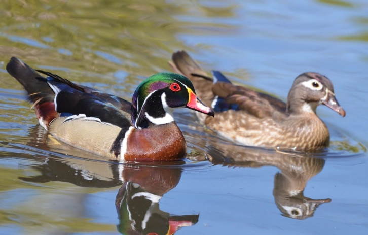 wood duck behavior wood duck behavior