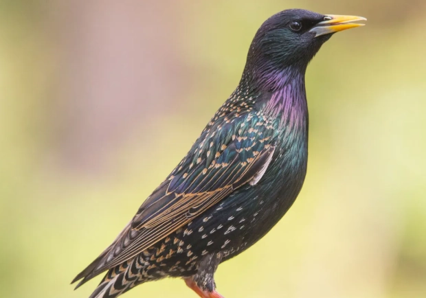 starling identification