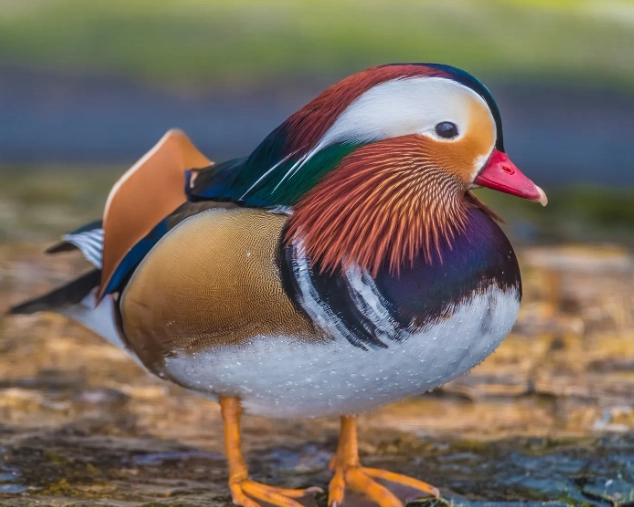 duck species