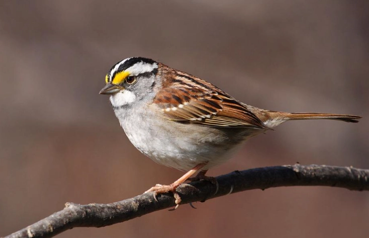 white throated sparrow range