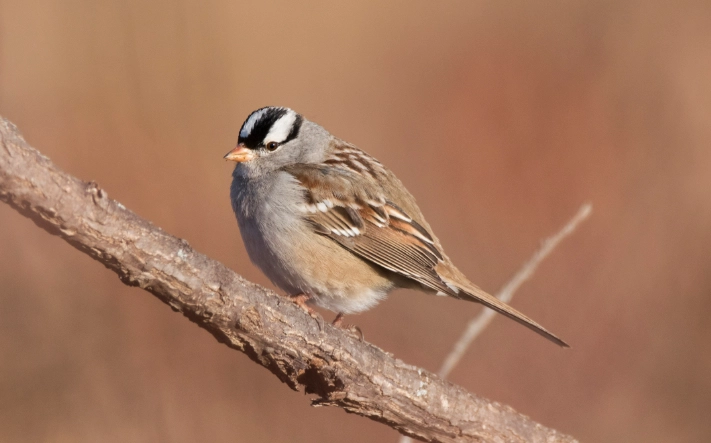 bird identification bird identification