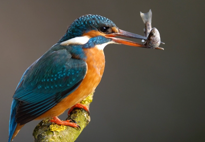 how to find a kingfisher
