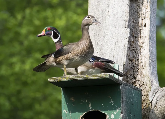 how to find wood ducks how to find wood ducks