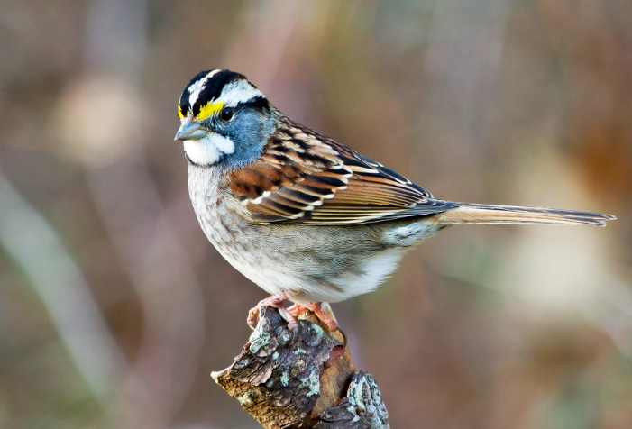 white throated sparrow song