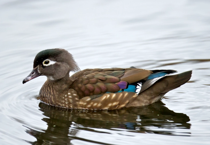 wood duck behavior wood duck behavior